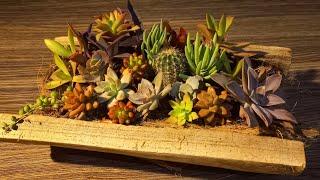 How To Plant Succulents In Driftwood | Succulent Arrangement DIY #succulents #propagation #plants