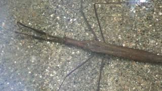 Brown Water Scorpion (Nepidae: Ranatra fusca) Locomotion