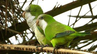 Beach Colony  Parakeets