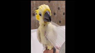 [루이&몽몽&다정&로미] 우리 오늘 발 씻었어요! a foot washing parrot