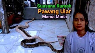 Rumah Viral_Penuh Ular milik Pawang Wanita Cantik pedesaan Jombang Jawa Timur.