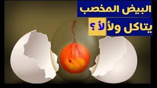 هل البيض المخصب صالح للأكل ؟/ الفرق بين البيض المخصب وبيض المائدة / البيض اللائح / اللايح