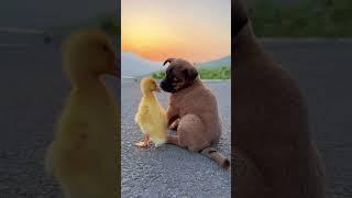 Dogs and ducklings are cute pets in a heartwarming scene Dogs Golden Sun Original