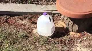 My Milk Jug Yellow Jacket Trap