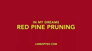 In My Dreams Red Pine Pruning