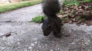 Real Squirrel Attack!!!