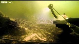 Underwater Encounter with the Nile Crocodile - Swimming with Crocodiles - Episode 1 - BBC Two