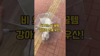 비 오는날 꿀템 산책우산 (제품번호 120)