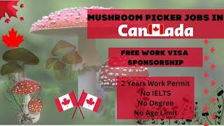 Mushroom Picker Jobs in Canada With Work Visa Sponsorship in 2023 – Earn Up To $40,000/year