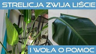 Strelicja zwija liście. Co się dzieje? Popołudnie z roślinami#6