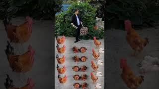 The long-trained big cock is ready to squat. The cock calls are complete. Hunan cuisine brother