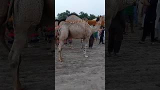 Camel Show in Faisalabad 2023 / aount Mandi Faisalabad #camel