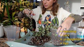 string of hearts  potting propagations, updates, + care tips I've learned