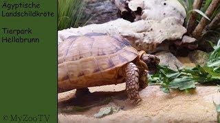 Egyptian tortoise - zoo Hellabrunn