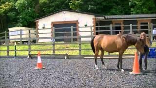 Clicker training- Lesson 2