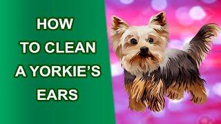  How to Clean a Yorkie's Ears 