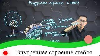 Внутреннее строение стебля. 7 класс.