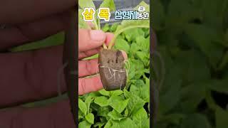 여름삽목 99%성공 수국을 만나다. 많이 죽여봐야 알수있다. #수국 #여름삽목 #정원가꾸기