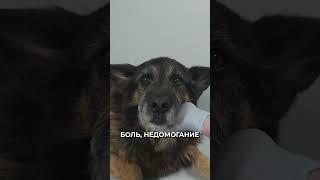 Ученые научились распознавать эмоции животных #новости #животные