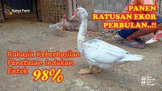 PANEN RATUSAN EKOR..!!! | RAHASIA KEBERHASILAN PENETASAN INDUK ENTOK HINGGA 98%