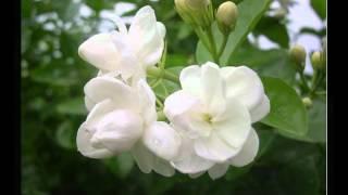 Pathu Veluppinu - Venkalam - K S Chithra