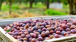 California Prune Harvest: Watch the Fruit Go from Fresh Plums to California Prunes