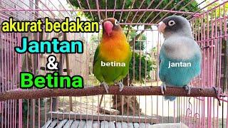 Tips membedakan LOVEBIRD JANTAN & BETINA