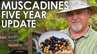Muscadine Grapes 5 Year Update! || Black Gumbo