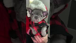 George G The Frenchie #frenchie #dogdad #puppy
