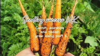 How to grow carrots, parsnips and radish grow along part 6 thinning