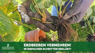 Erdbeeren vermehren | In einfachen Schritten erklärt! So ziehst du Ableger von deinen Erdbeeren!