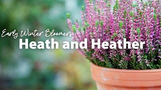 Early Winter Bloomers: Heath and Heather