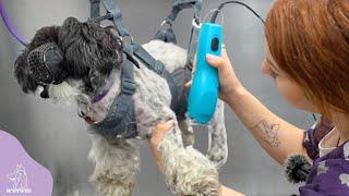 Dog BITES Groomer | Gets Hung In The Harness Of Humiliation