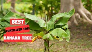 Top 5 Best Fertilizer for Banana Tree [Review 2023]