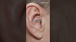 The Unsung Hero of Hearing #facts #motivation #nothingimposibleinthisworld #lifeisbutadream