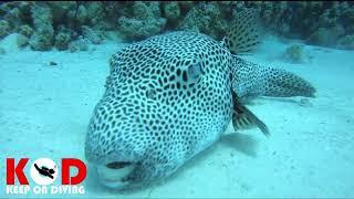 Poor Starry puffer one aye cant see with #scubadiving #redsea #egypt #hurghada #diving #photography