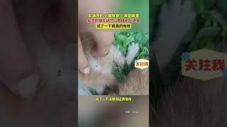 社会百态 | 未满月的小猫咪身上满是跳蚤，女子听网友说可以用桃树叶驱虫，试了一下竟真的有效。