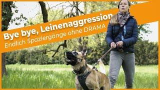 Leinenaggression beim Hund - mit "Bye bye, Leinenaggression" endlich Spaziergänge ohne DRAMA