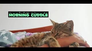 #shorts How She Cuddle Me in Bed | My Cuddly Kitten | BISDAK SAOZ