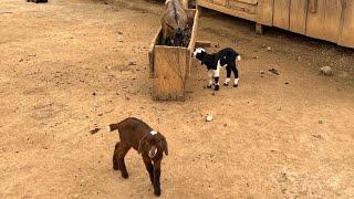 US to Ghana, MiniFarm Animal Update, Baby Goats Playing ￼