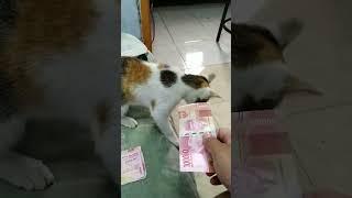 Kucing juga doyan duit #videoshort #vídeoviral