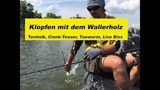 Waller-Workshop Teil 17 Klopfen / Wallerholz / Lockstoff / Clonk Teaser / Technik by Stefan Seuß