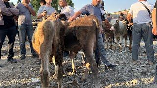 ANDIJON ASAKA YOSH BUQA NARXLARI YANGILIK  2 BOZORNI 1 KUNDA OLDIK