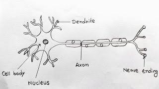 Neuron drawing easy trick | Neuron drawing for science project | How to draw neuron cell easy idea