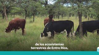 Beneficios de la ganadería en campo natural