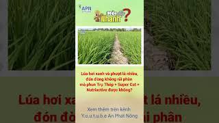 APN - LÚA XANH VÀ PHƯỢT LÁ THÌ ĐÓN ĐÒNG KHÔNG CẦN RẢI PHÂN ĐƯỢC KHÔNG?