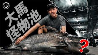 『馬來西亞』超級重訓！跟人一樣大的魚！你的裝備夠力嗎？#鵝大人 #馬來西亞 #路亞