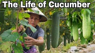 The Life of Cucumber | Philippine Valley | Amiga Cha