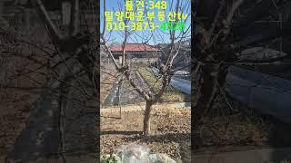 물건:348 밀양시 상남면 평촌리 소형 토지#shorts #밀양부동산 #밀양땅 #밀양싼집 #밀양시골집 #밀양싼땅