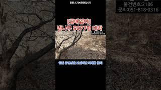 [급매] 임야5077평 밤나무가 3000평 심겨져 있고 밤 수확만으로 1년에 1천만원 가까이 합니다 몽땅2700만원 #shorts
